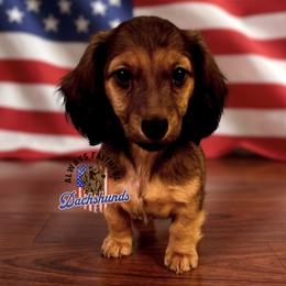 AFDs Athena - Red female Dachshund puppy in Waverly, Ohio from Always Faithful Dachshunds