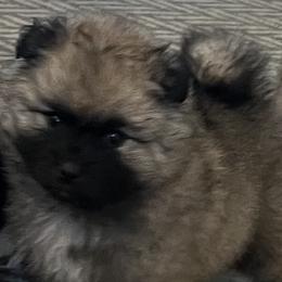 Keeshonden from SummerMist Keeshond