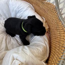 Boy 5 Mint Green Collar - Black male Miniature Schnauzer puppy in Miami, Florida from AKC Puppies 2 Love