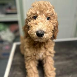 Benjamin - Red  male Goldendoodle puppy in Pasadena, Texas from Toledo Creek Doodles