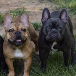 French Bulldogs from Royal Bulldog Productions