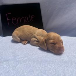 Girl 3 - Red female Dachshund puppy in Stilwell, Oklahoma from Johnson Dachshund’s