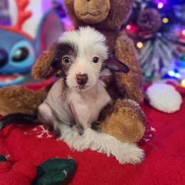 Thlf4 - White and chocolate female Chinese Crested puppy in New Castle, Pennsylvania from Long Rotts & Long Haul Cresteds
