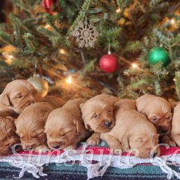 Golden Retriever Puppies from Sunshine Goldens