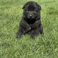 Boy 4 is now 2.5 weeks old. - Black male Belgian Sheepdog puppy in Doylestown, Ohio from Diamante Nero