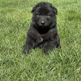 Boy 4 is now 2.5 weeks old. - Black male Belgian Sheepdog puppy in Doylestown, Ohio from Diamante Nero