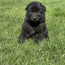Boy 4 is now 2.5 weeks old. - Black male Belgian Sheepdog puppy in Doylestown, Ohio from Diamante Nero