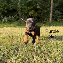 Purple Girl - Black and rust female Doberman Pinscher puppy in Knox, Indiana from Double River Dobermans