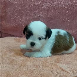 Girl 3 - Parti female Lhasa Apso puppy in Norman, Oklahoma from Steve's Puppies