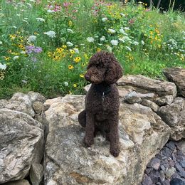 Poodle Puppies from Poodle Sense