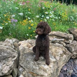 Poodle Puppies from Poodle Sense