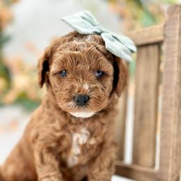 Lovie - Red  female Goldendoodle puppy in Queen Creek, Arizona from Goldendoodle AZ