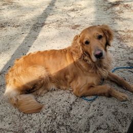 Kenna - Golden Retriever