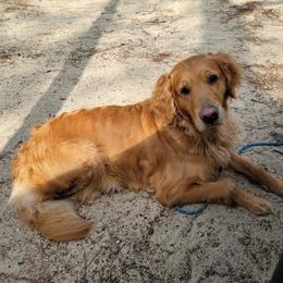 Kenna - Golden Retriever