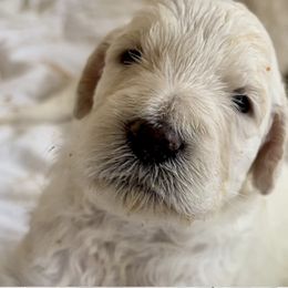 Goldendoodle Puppies from Bianca Bleu Goldendoodles