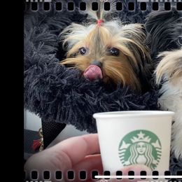 Yorkshire Terrier Puppies from Tinseltown Yorkies