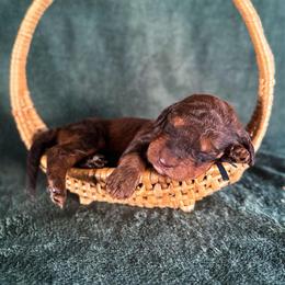 Boots - Chocolate male Labradoodle puppy in Elizabeth City, North Carolina from Howdy Doodles