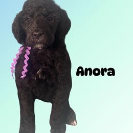 Anora - Black female Poodle puppy in Baltimore, Maryland from Steinrock’s Standards