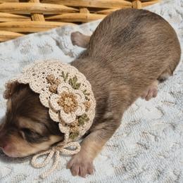 Harvest AKC Chocolate shaded cream longhaired mini dachshund - Chocolate and cream female Dachshund puppy in Las Cruces, New Mexico from The Dachshund Den