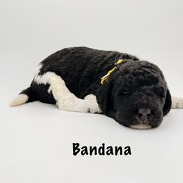 Bandana - Parti male Goldendoodle puppy in Milford, Pennsylvania from Doodles Are Golden
