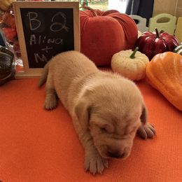 Puppy 2 - Cream male Dachshund puppy in Jackson, Mississippi from Doxies Galore