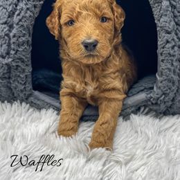 Waffles - Red  male Goldendoodle puppy in State Road, North Carolina from Must Love Doodles