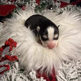 Boy 1 - Black and white male Pomsky puppy in Amarillo, Texas from Pom Pom Pomskies