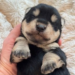 Bear - Black and silver male Miniature Schnauzer puppy in Auburn, Georgia from Very Special Mini Schnauzers