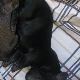 Girl 2 - Black and tan Dachshund puppy in Gilbert, Arizona from HPM