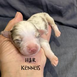 Twix - Red merle male Toy Australian Shepherd puppy in Luzerne, Iowa from Rouse's Aussies