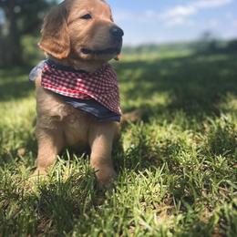 Golden Retriever Puppies from Magnolia Farm
