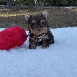 Tiny Princess Coco 1.5 Pounds - Chocolate and tan female Yorkshire Terrier puppy in Naples, Florida from 🤎 Dreaming Puppies 🐶