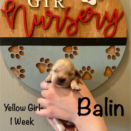 Girl 4 - Golden female Golden Retriever puppy in Star, Idaho from Gold Treasure Retrievers