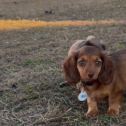 Dachshund All Grown Up from Mini Dots Mini Dachshunds