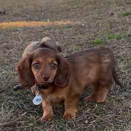 Dachshund All Grown Up from Mini Dots Mini Dachshunds