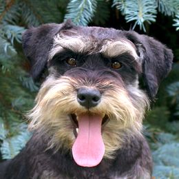 Tabitha - Miniature Schnauzer