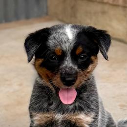 Australian Cattle Dog puppies from A2 Australian Cattle Dogs