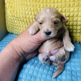 Boy 2 - Silver beige male Maltipoo puppy in Las Vegas, Nevada from Maltipoo_vegas