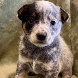 Iris - Blue speckled female Australian Cattle Dog puppy in Atwood, Kansas from Grit ‘n’ Grace Ranch