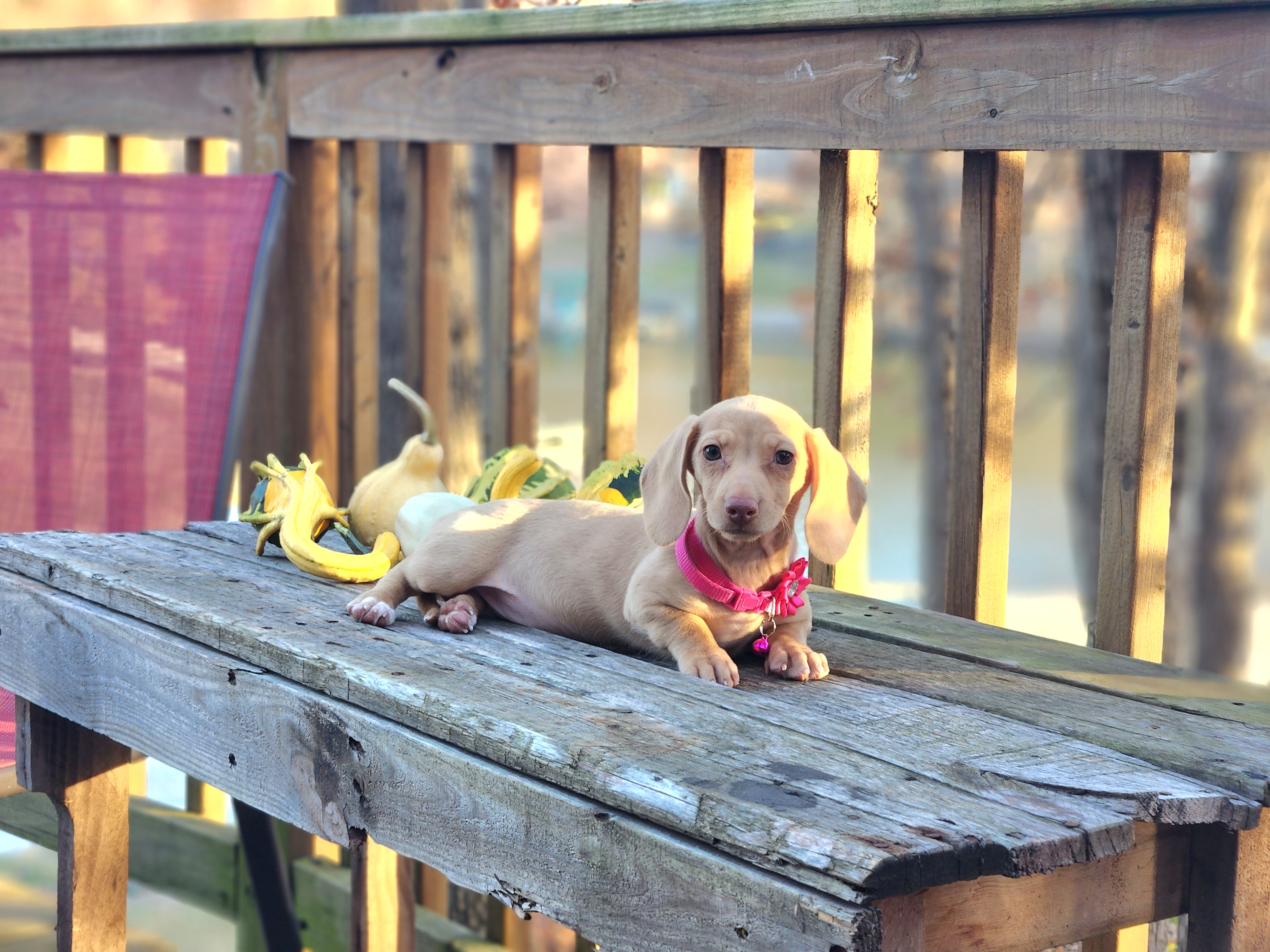 AKC Meet Gigi :) - Cream female Dachshund puppy in Centerville, Iowa from Barnyard Dachshunds, Dals & Doodles
