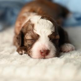 George Washington - Red male Aussiedoodle puppy in Lincoln, California from Frenchie LOVE and Doodles