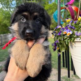 Duncan - Black and red male German Shepherd puppy in Harvard, Illinois from Aus Dem Meer German Shepherds