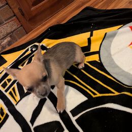 Prince - Black sabled fawn male Chihuahua puppy in Topeka, Kansas from Barbie's Baby Chihuahuas