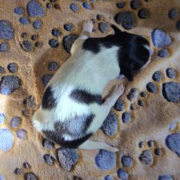 COMET - White black and tan male Papillon puppy in Hollister, Missouri from Swan Creek Kennel