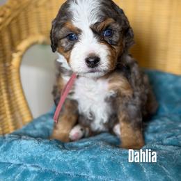 Girl 3 - female Bernedoodle puppy in Syracuse, Utah from Redrockbernedoodles
