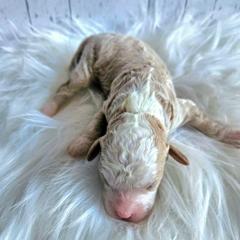 Biscuit - Red male Cavapoo puppy in London, Kentucky from Blue Meadow Puppies