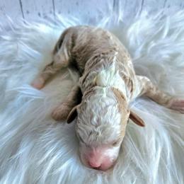 Biscuit - Red male Cavapoo puppy in London, Kentucky from Blue Meadow Puppies