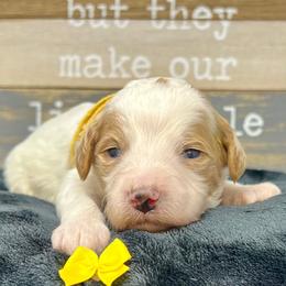 Yellow Male - Parti male Goldendoodle puppy in Great Falls, Montana from Montana Goldendoodles