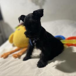 Ken - Black male Miniature Schnauzer puppy in San Diego, California from KMS-Miniature Schnauzers