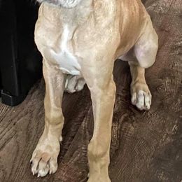 Great Dane Puppies from F&B Kennels